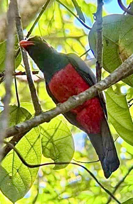Slaty-tailed Trogon (Trogon massena) in the tropical rainforest - Corcovado National Park, Costa Rica