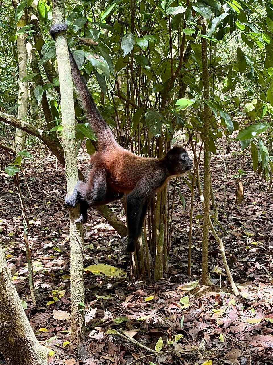 Geoffroy's Spider Monkey (Ateles geoffroyi) in the rainforest canopy - Corcovado National Park, Costa Rica