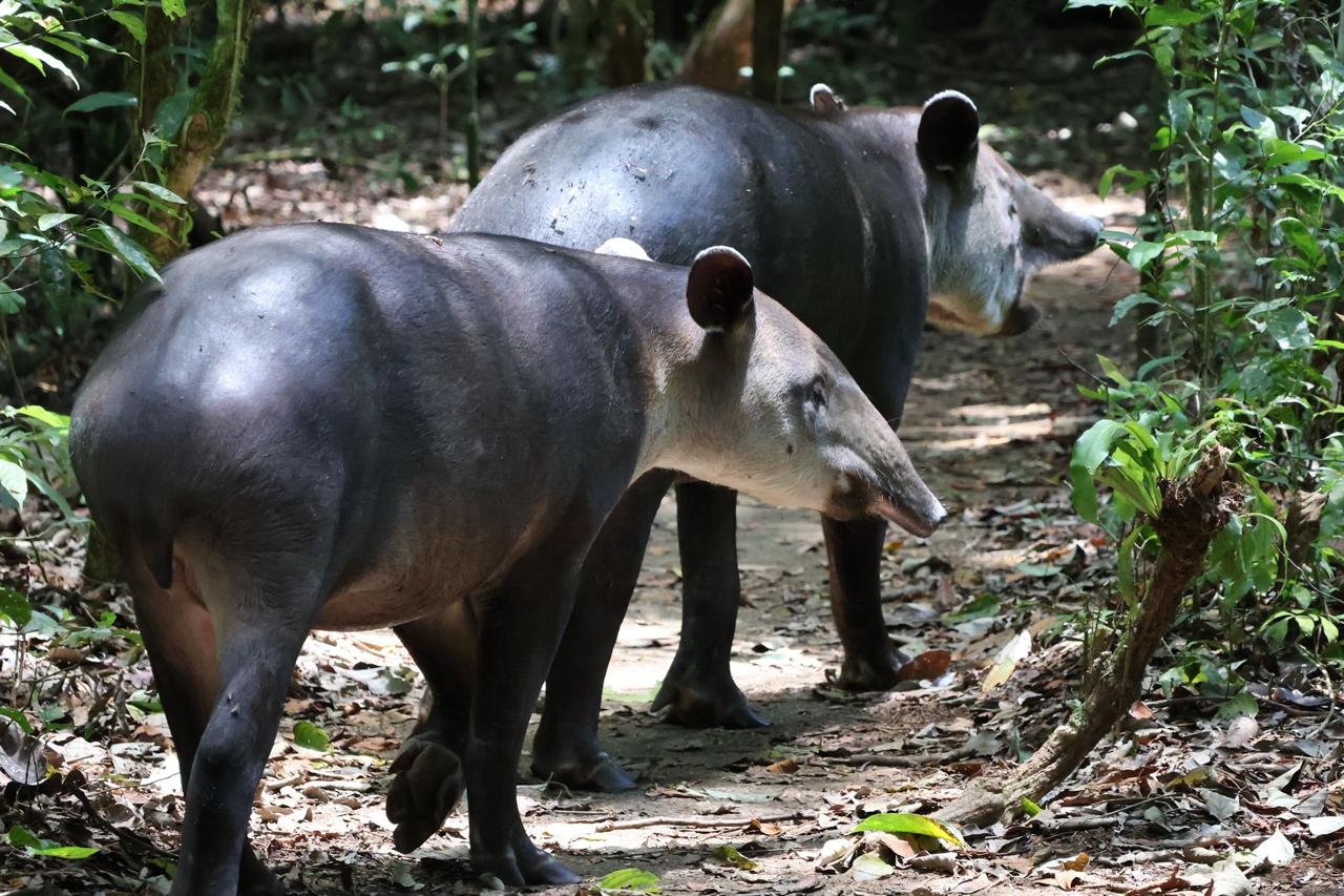 Baird's Tapirs (Tapirus bairdii) - Endangered tapirs in Corcovado National Park, Costa Rica