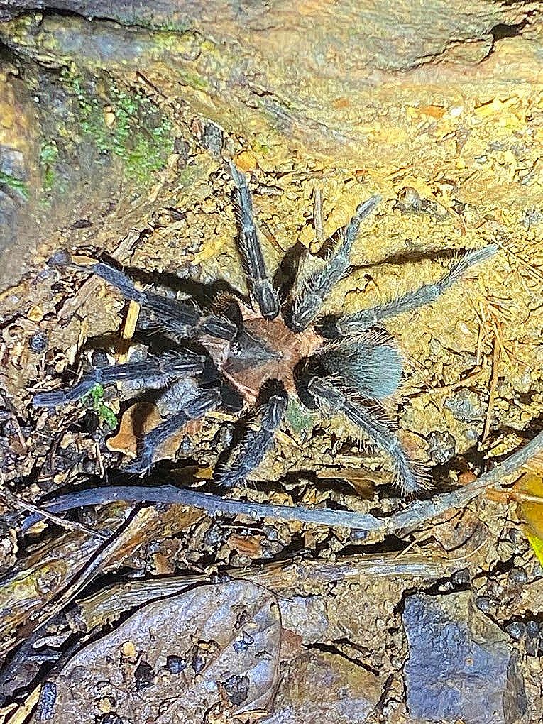 Costa Rican Tiger Rumpless Tarantula (Cyclosternum fasciatum) - Large spider species on rainforest floor