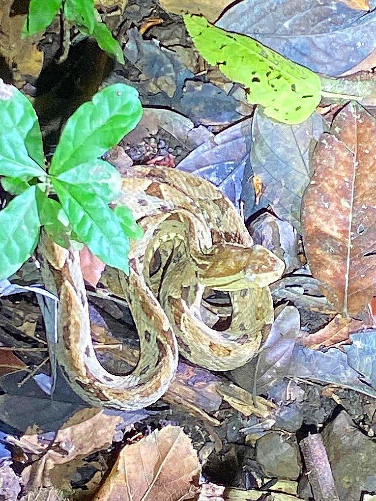 Fer-de-Lance (Bothrops asper) - Terciopelo pit viper, one of Costa Rica's most dangerous snakes