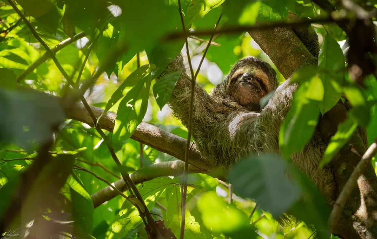 Three-toed Sloth (Bradypus variegatus) in the rainforest canopy - Corcovado National Park, Costa Rica
