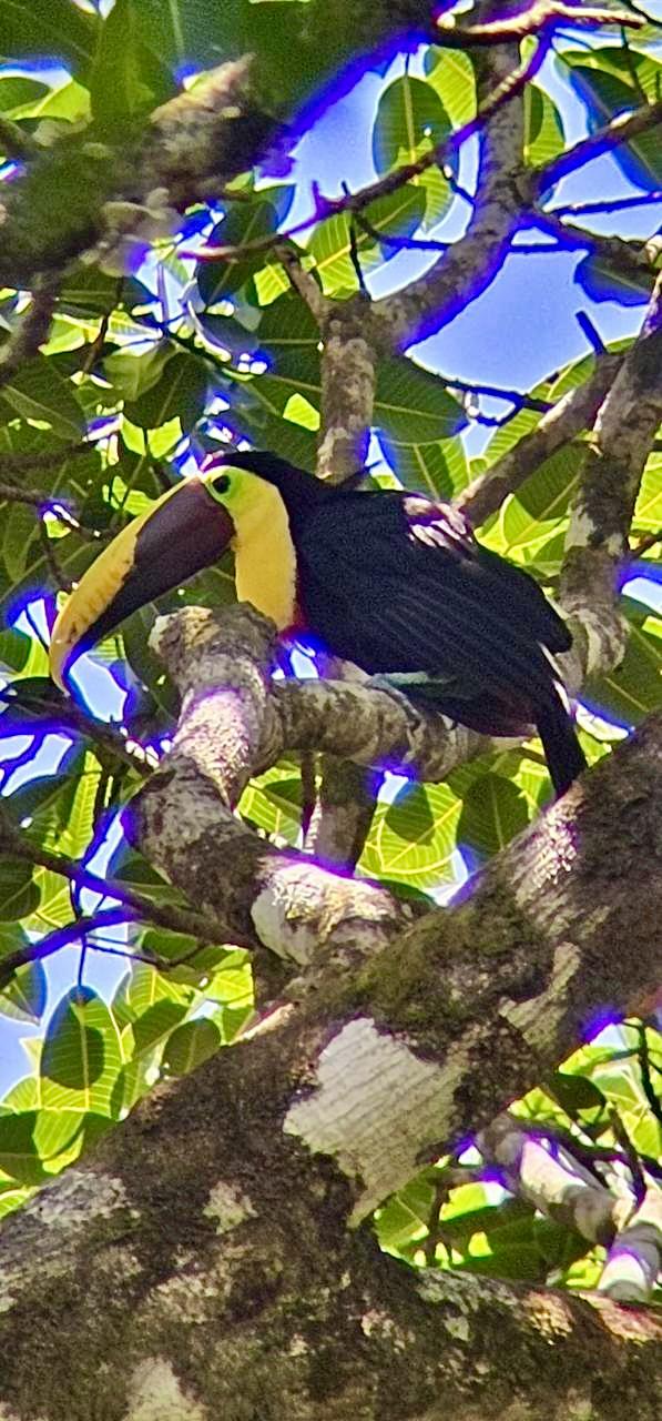 Yellow-throated Toucan (Ramphastos ambiguus) - Colorful toucan of Costa Rica's Osa Peninsula rainforest