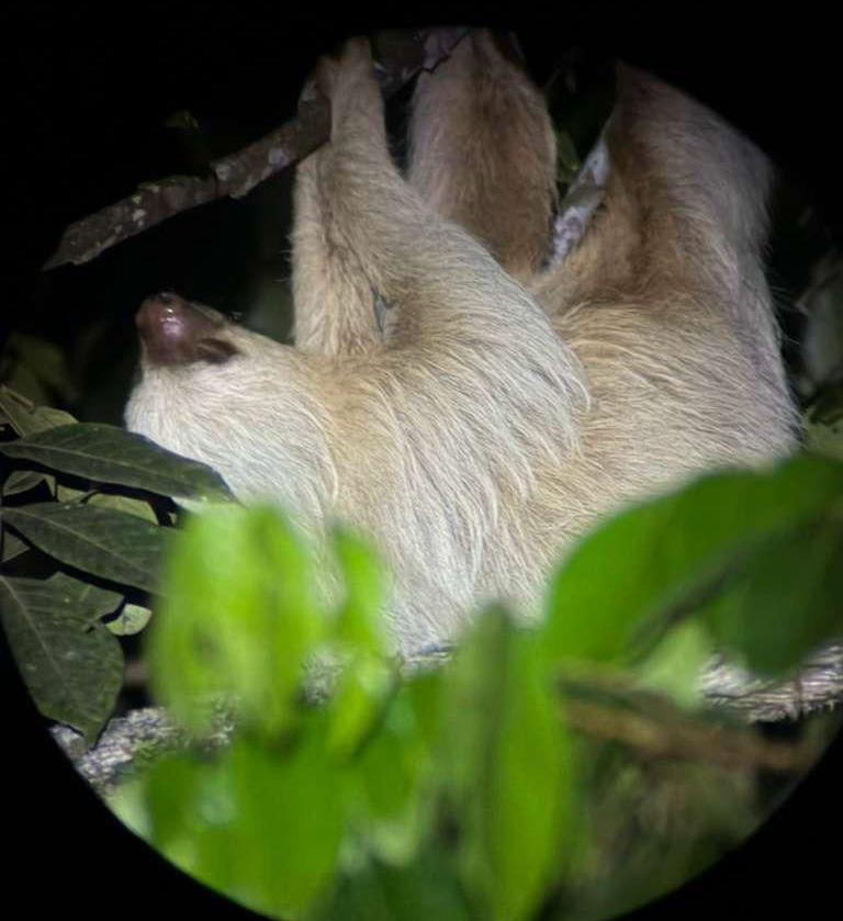 Hoffmann's Two-toed Sloth (Choloepus hoffmanni) resting in the trees - Osa Peninsula wildlife, Costa Rica