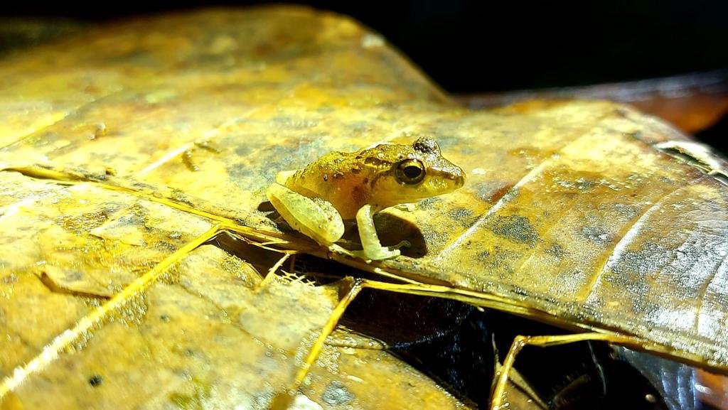 Yellow tree frog species in Costa Rica rainforest - Tropical amphibian biodiversity